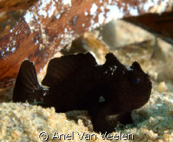 My first frogfish ever! Taken at Ras Mohamed Park with an... by Anel Van Veelen 